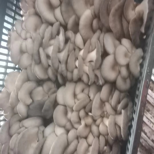 蘑菇