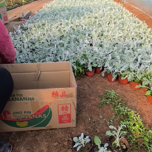 青州市银叶菊，双色盆银叶菊，银叶菊小杯，大盆银叶菊