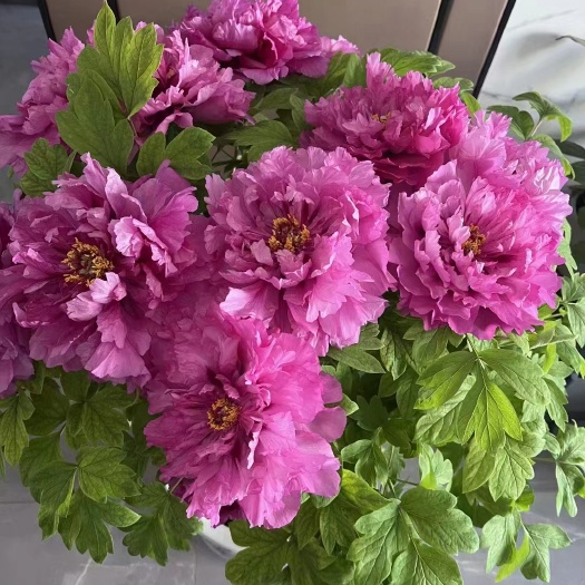 上海牡丹芍药