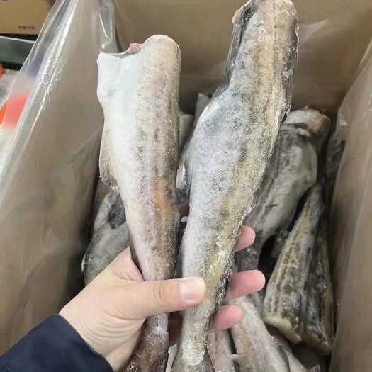 濮阳县鳕鱼原条，10-12的冰衣