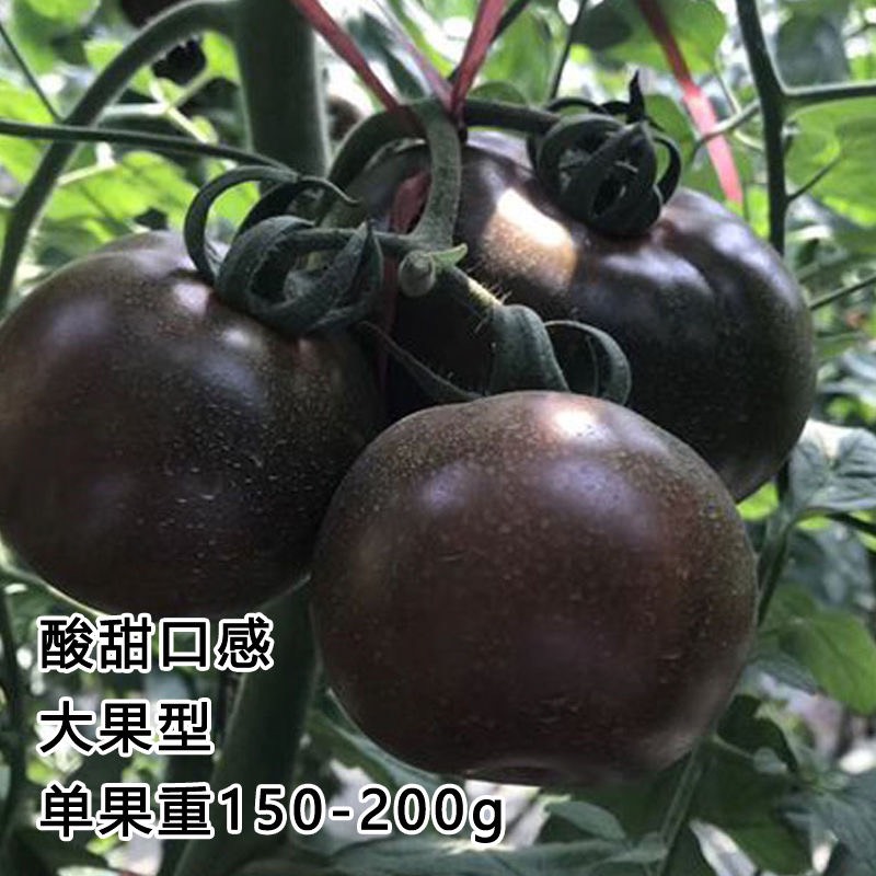 真甜黑柿子番茄種子四季七彩大果型黑番茄種子黑色西紅柿蔬菜種子