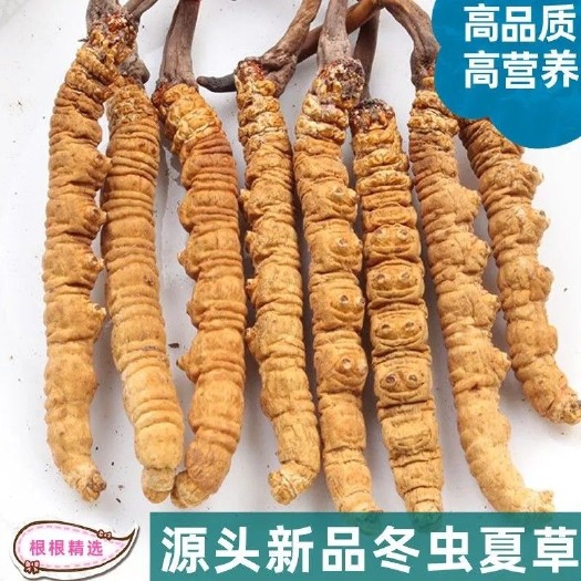 比如县冬虫夏草2023头期正品西藏那曲冬虫夏草头期干货量大泡酒泡茶
