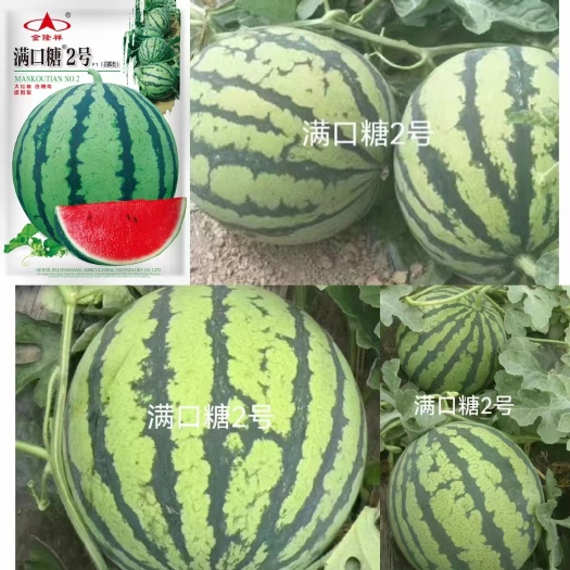 夏邑县满口糖2号美都西瓜种子，大红瓤，抗裂，糖度14，细脆爽口