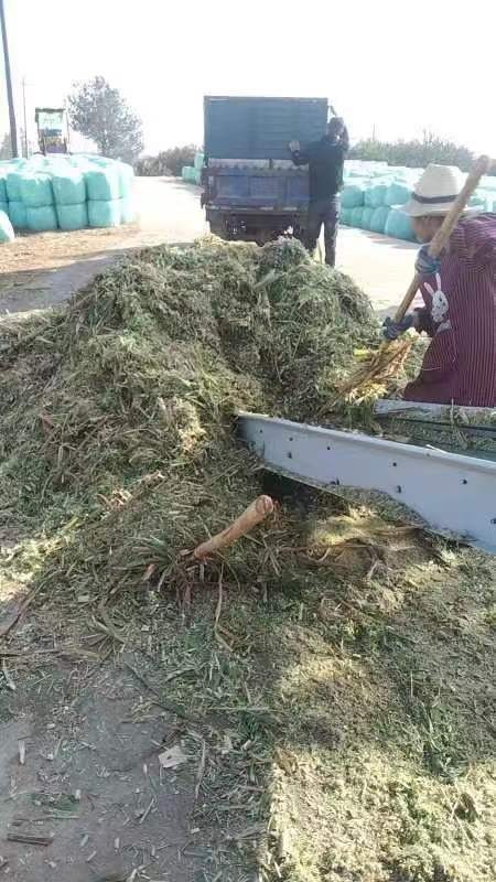 南丰县牧草青贮450上车价，自己开车来拉
