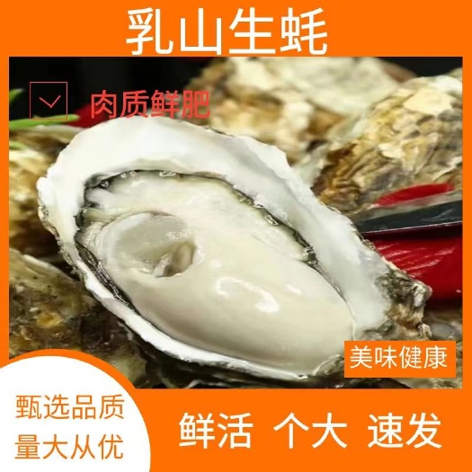 乳山市乳山牡蛎  高品质乳山生蚝 产地直发 肥度九成