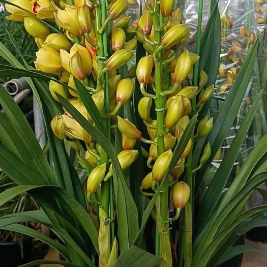 嵩明县云南大花惠兰种植基地兰花带花苞花盆批发金拱兰鲜花现货产地直销