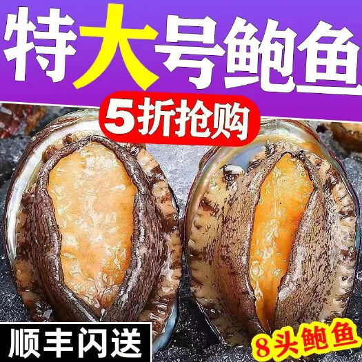 鲜活鲍鱼超大号高档鲍鱼鲜活冷冻鲍鱼新鲜超大号鲍鱼个大肉肥