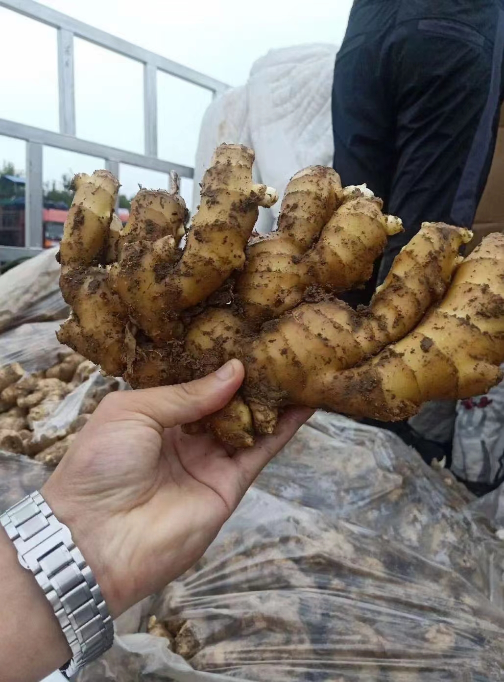 【电商货-食品加工厂货】《姜段/水洗通货》郑重承诺-坏烂包赔