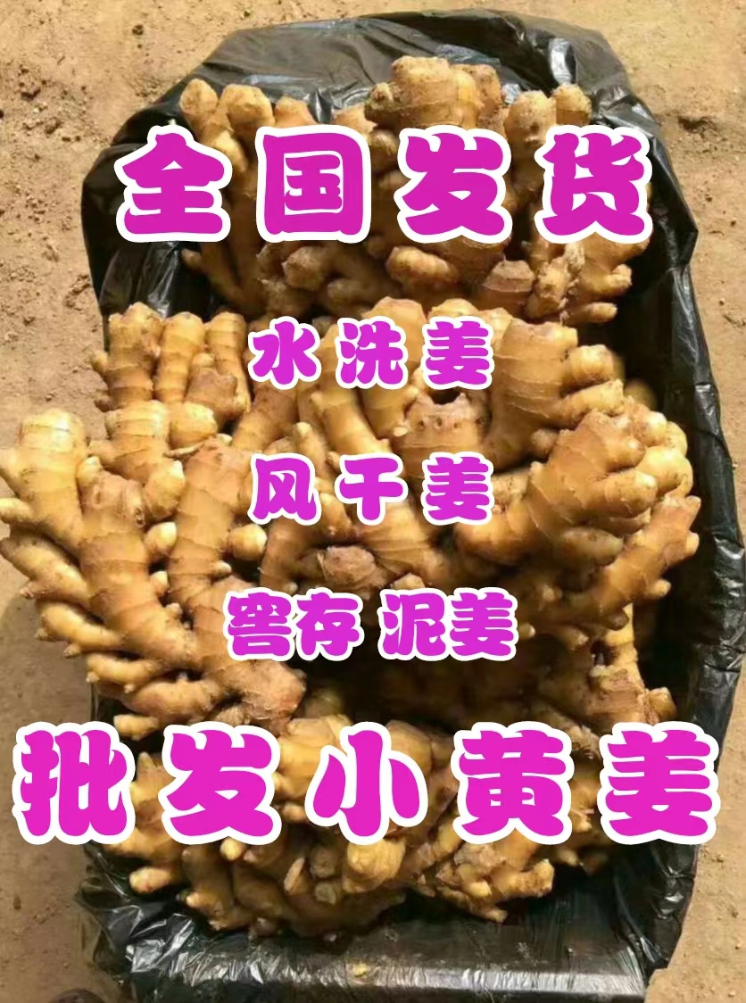 【水洗姜/泥姜/风干姜】 小黄姜 坏烂包赔 全国物流专线代发