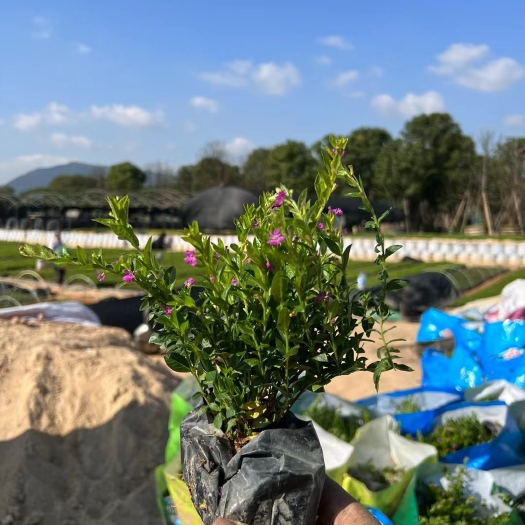 漳浦县漳州满天星苗木 新鲜直销