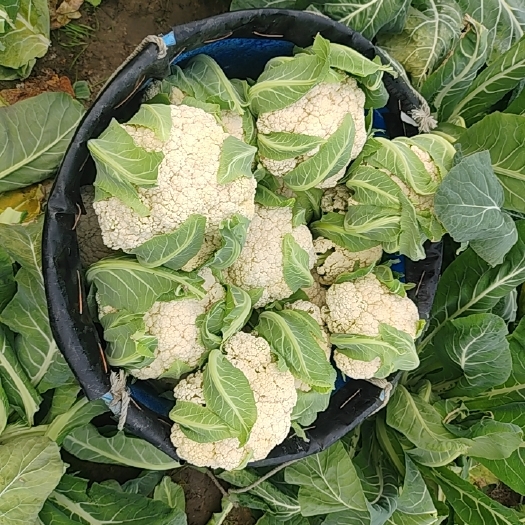 泰兴市白花菜花