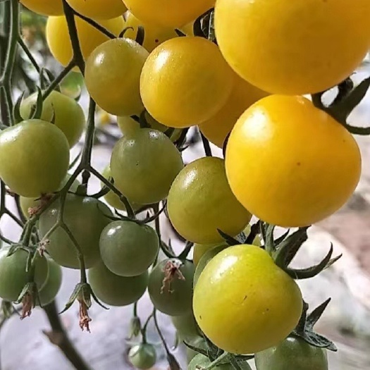 太原各种口感的西红柿