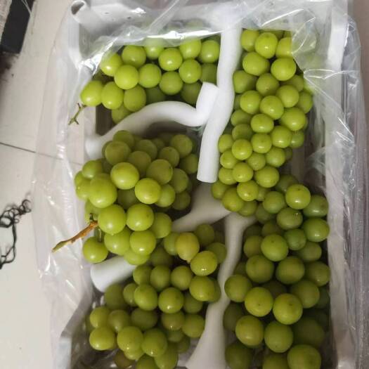 饶阳县阳光玫瑰葡萄