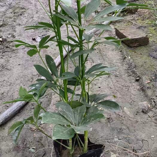 都江堰市鸭脚木