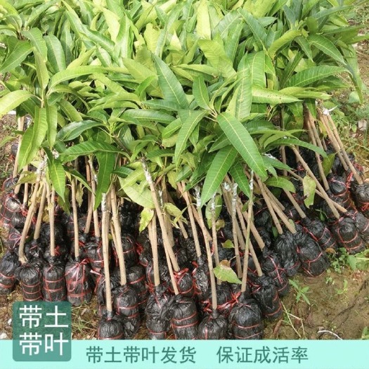 灵山县芒果树苗嫁接金煌红贵妃四季蜜芒台农芒果苗南方地栽盆栽当