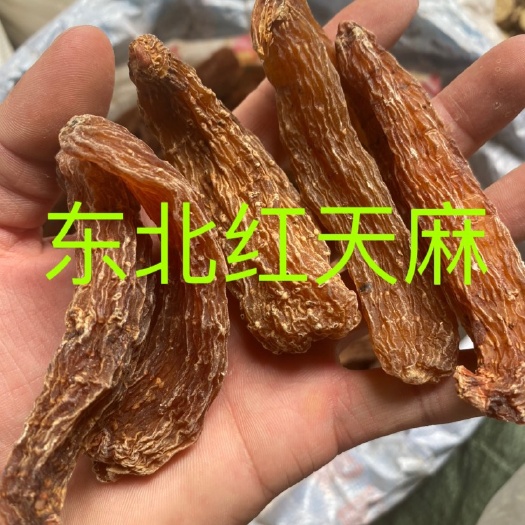 文山市红天麻  东北本色红天麻