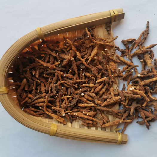 亳州九节菖蒲  批发九节菖蒲 产地一手货源可供大货 量大从优