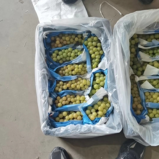 饶阳县阳光玫瑰葡萄