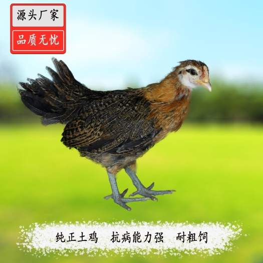 泊头市【官方推荐】笨鸡苗物优价廉，实力商家，疫苗齐全，技术指导