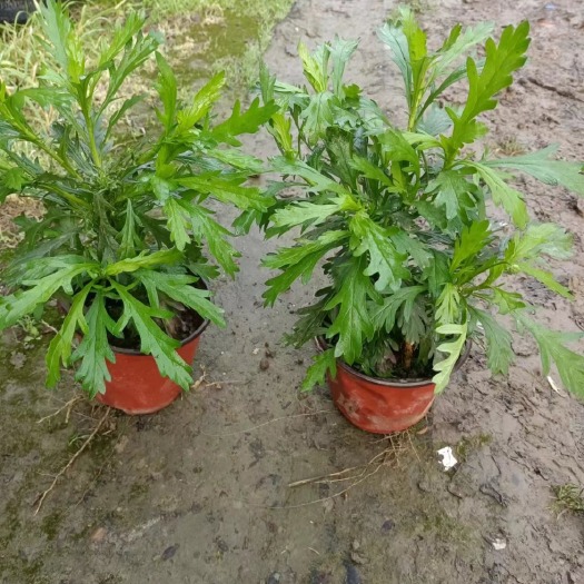 都江堰市木春菊