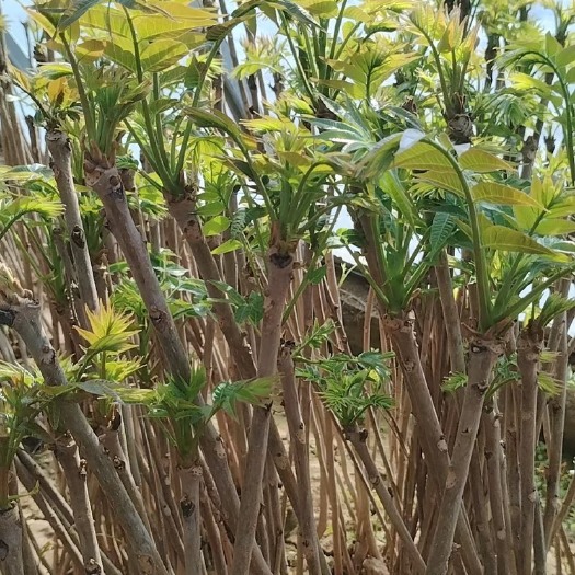 渭南红油香椿芽