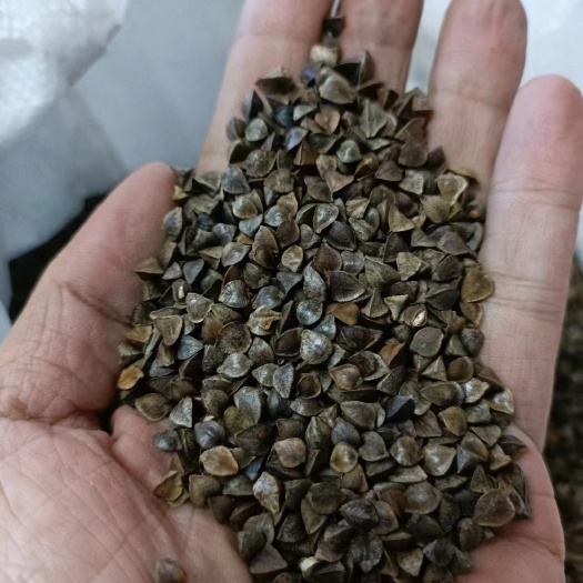 张北县甜荞麦