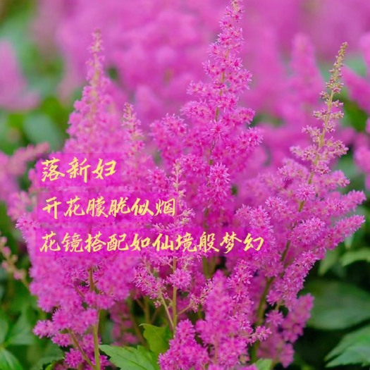 成都落新妇｜娇媚梦幻，开花似烟