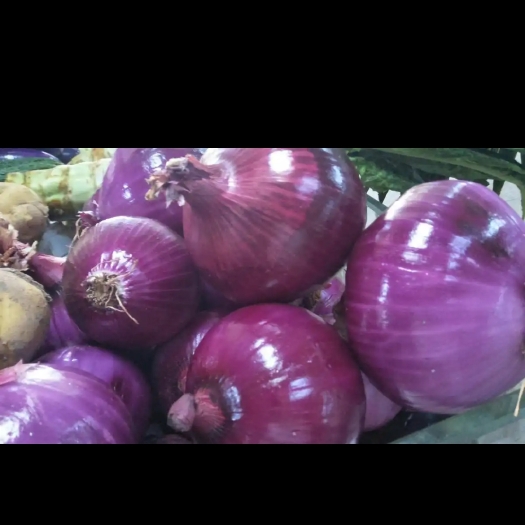 昆明紫洋葱