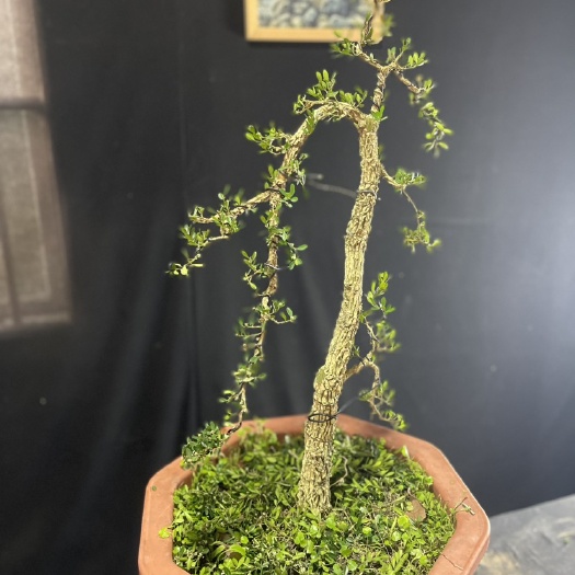 普宁市黄杨盆栽