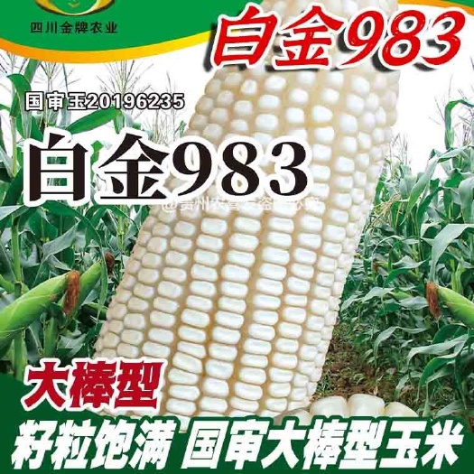 凯里市白金983白玉米种子白色粮食玉米种子云贵川白包谷种子国审白玉