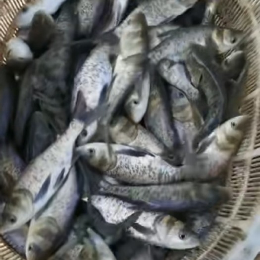长沙花链苗