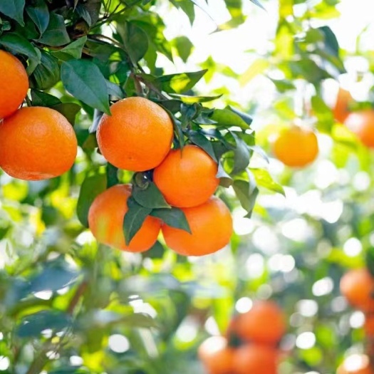 新平县云南新平哀牢山沃柑