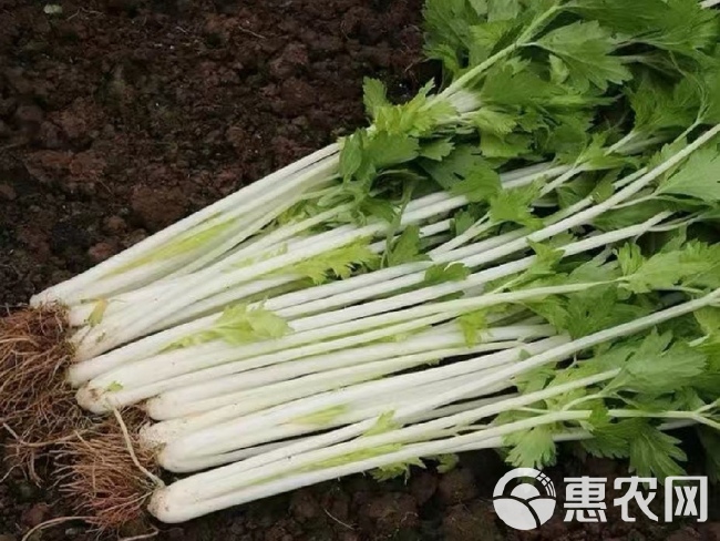 芹菜种子四季种植瑞雪白芹菜种子口感脆嫩无纤维阳台盆栽蔬菜种