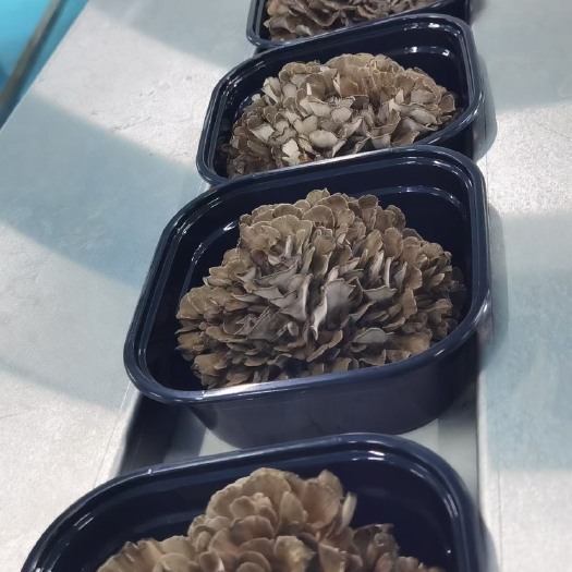有机灰树花