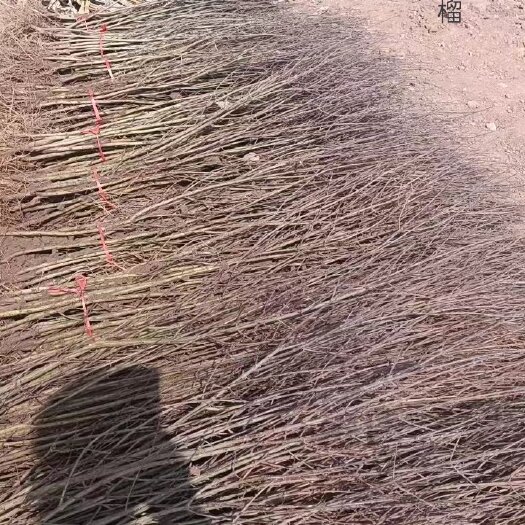 平邑县蒙阳红大石榴树苗