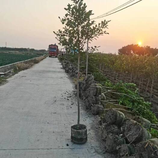 小叶榕