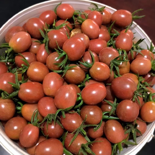 新品种，草莓小番茄