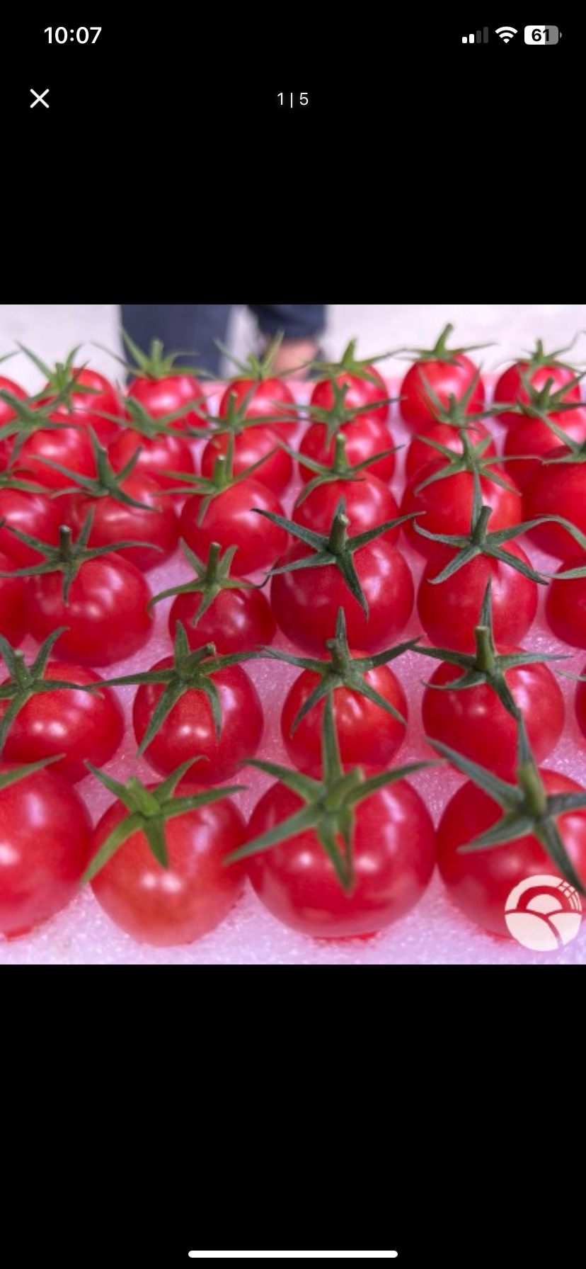 正宗海南千禧圣女果 自家种植 直接发货 一手货源