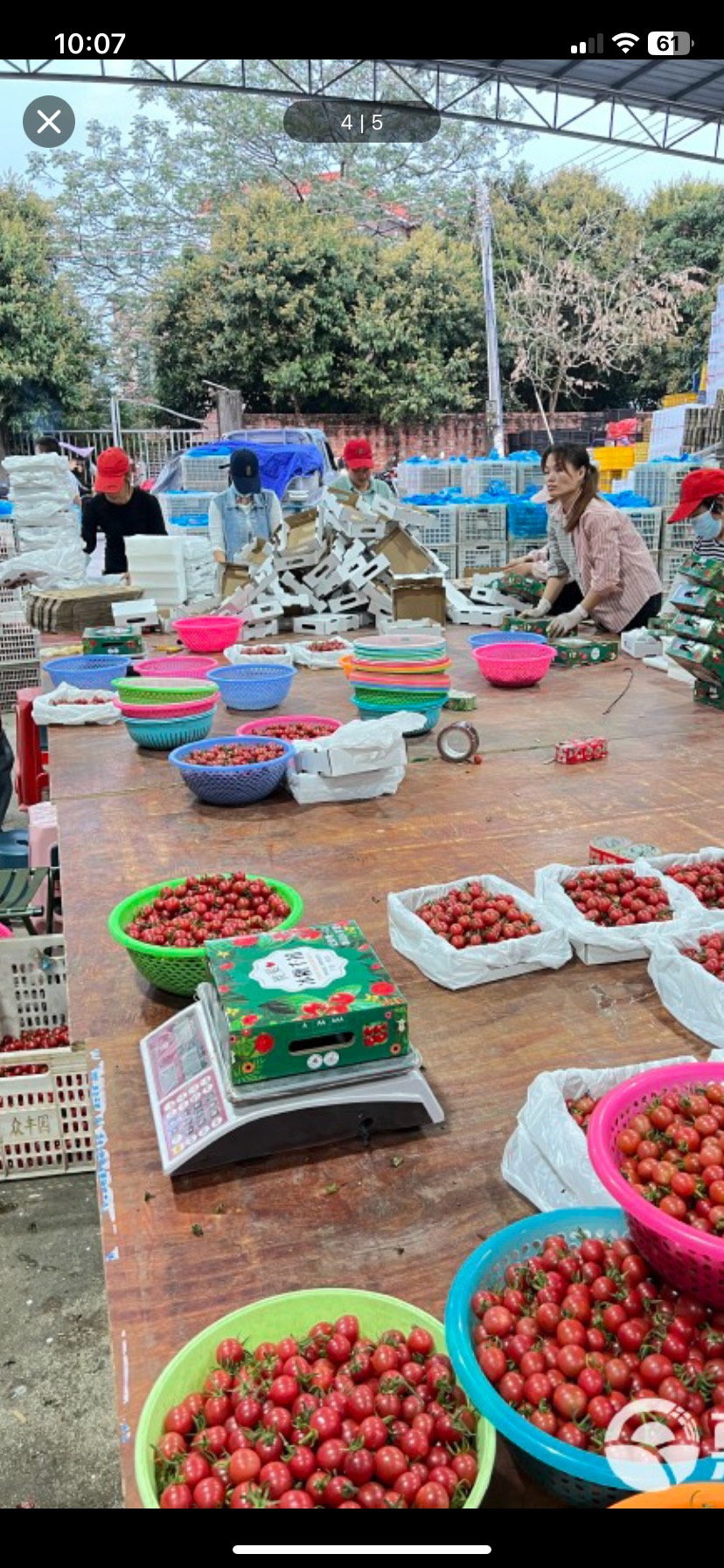 正宗海南千禧圣女果 自家种植 直接发货 一手货源