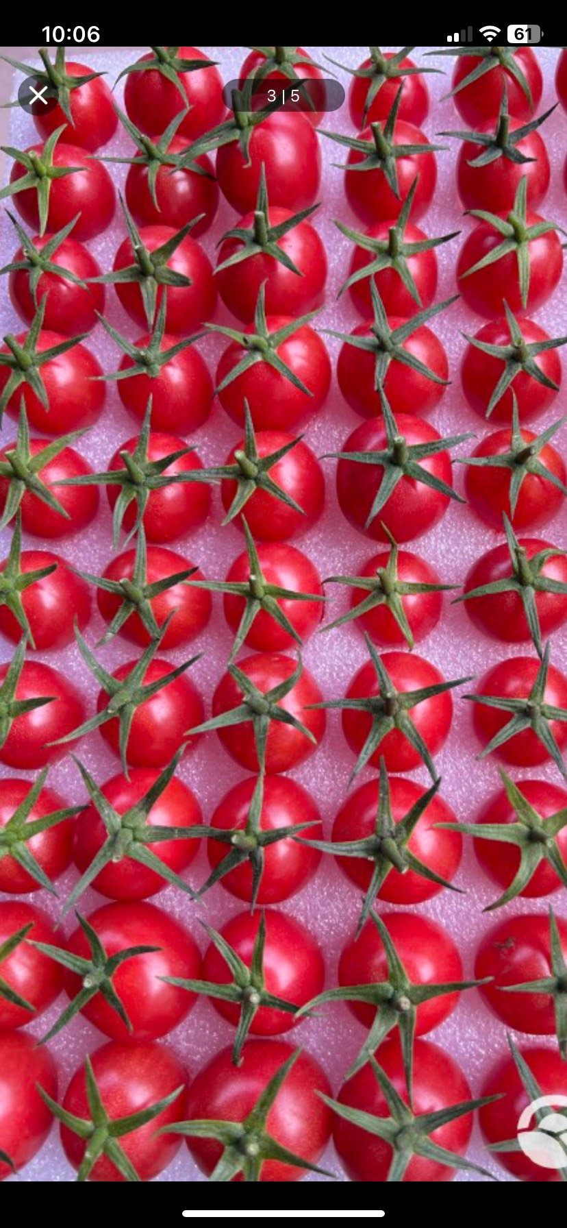 正宗海南千禧圣女果 自家种植 直接发货 一手货源