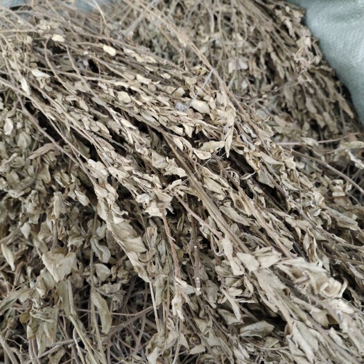 玉林皮肤紫背金牛 金不换