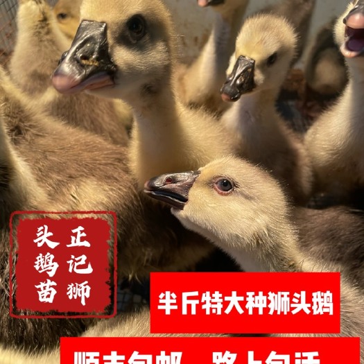 汕头汕头澄海狮头鹅半斤苗 产地狮头鹅苗 到家好喂养
