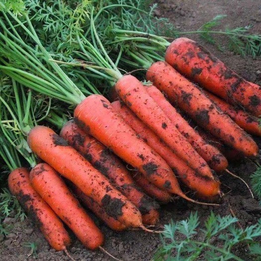 蒙阴县胡萝卜新鲜批发价新鲜蔬菜水果红萝卜现挖农家自种