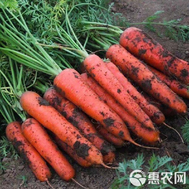 胡萝卜新鲜批发价新鲜蔬菜水果红萝卜现挖农家自种