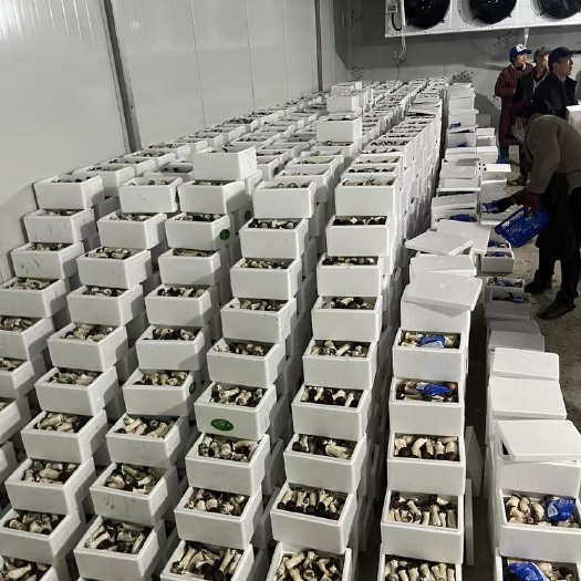 崇州市云南赤松茸（畅销品）常年稳定供应