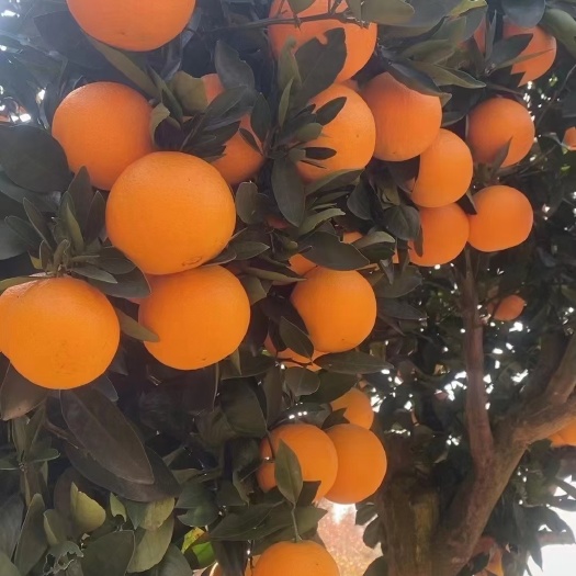 秭归县自家果园种植的湖北宜昌秭归九月红果冻橙