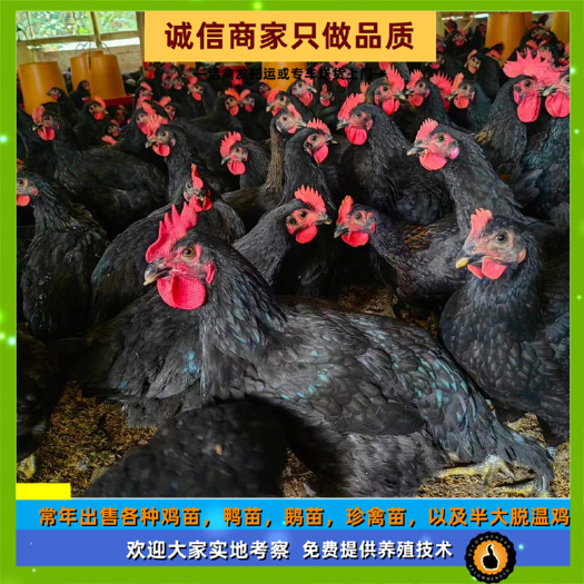 衡阳快大黑鸡苗黑鸡鸡活苗黑五鸡幼苗成年长五到六斤
