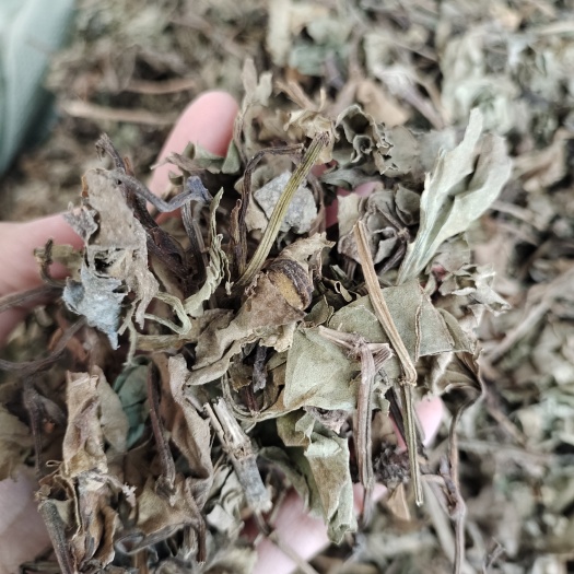 玉林批发鱼腥草