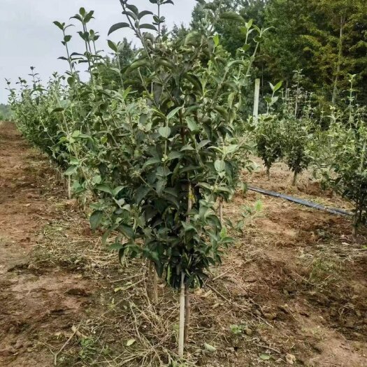 新蔡县中华木绣球斗球大苗