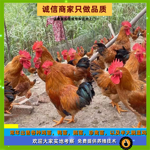 衡阳快大型麻红鸡苗麻鸡苗大种肉鸡幼苗红毛高冠出壳打疫苗发托运